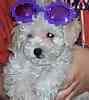 Yorkiepoo puppies for sale