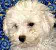 Bichon Frise puppies for sale