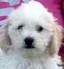 Bichpoo puppies for sale