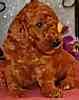 Standard Poodle puppies for sale