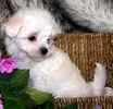 Maltese puppies for sale