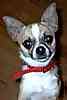 Chihuahua puppies