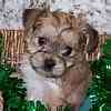 Yorkiepoo puppies for sale