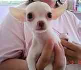 Chihuahua puppies