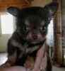 Chihuahua puppies