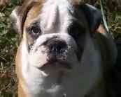 English Bulldog puppies for sale