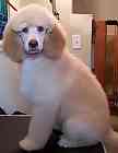 Standard Poodle puppies
