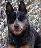 Austrailian Cattle Dog (Blue Heeler) puppies for sale