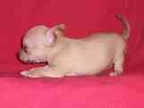 Chihuahua puppies