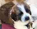 Saint Bernard puppies for sale