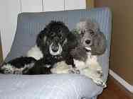 Standard Poodle puppies