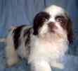 Shih Tzu puppies for sale