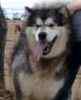 Alaskan Malamute puppies for sale