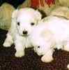 Maltese puppies for sale 