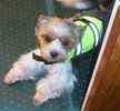 Biewer Yorkshire Terrier puppies for sale