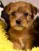Yorkiepoo puppies for sale