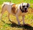 American Bulldog Stud Services