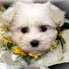 Maltese puppies for sale 