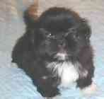 Shih Tzu puppies for sale