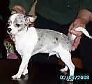 Chihuahua puppies for sale