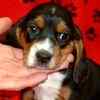 Beagle puppies for sale