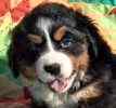 Bernese Mountain Dog puppies for sale