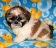 Shih Tzu puppies for sale