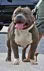 pit bull puppies for sale