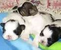 Shih Tzu puppies for sale