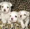 Maltese puppies