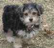 yorkiepoo puppies for sale
