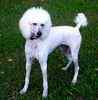 Standard Poodle puppies for sale 