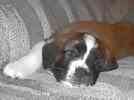 Saint Bernard puppies for sale