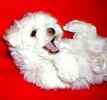 Maltese puppies for sale 