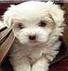 Maltese puppies for sale 