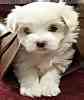 Maltese puppies for sale