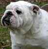 English Bulldog puppies for sale