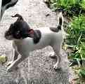 Toy Fox Terrier puppies for sale