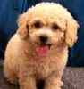 Bichpoo puppies for sale