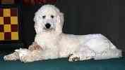 Standard Poodle puppies
