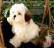Shih Tzu puppies for sale 