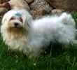 Maltese puppies for sale 