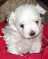 Maltese puppy