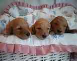 Standard Poodle puppies