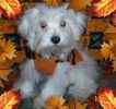 Maltese puppies for sale 