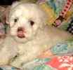 Maltese puppies for sale 