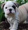 English Bulldog puppies for sale