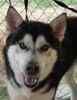 Alaskan Malamute puppies for sale