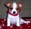 Chihuahua puppies