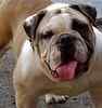 English Bulldog puppies for sale